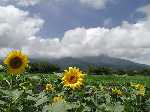 Original Size: 800 x 600, 49KB